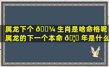 属龙下个 🌼 生肖是啥命格呢（属龙的下一个本命 🦈 年是什么时候）